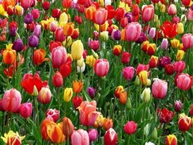 &quot;Flower Delivery Herndon Va